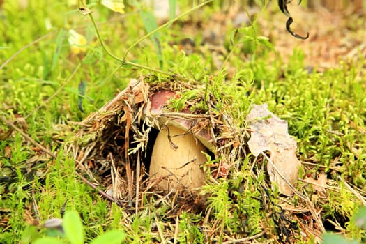 Cep on the background of moss in the forest (Boletus edulis).