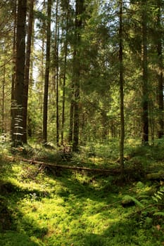 Sun light in the coniferous forest. Valday, Novgorod region, Russia.