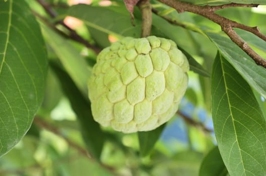 Custard apple