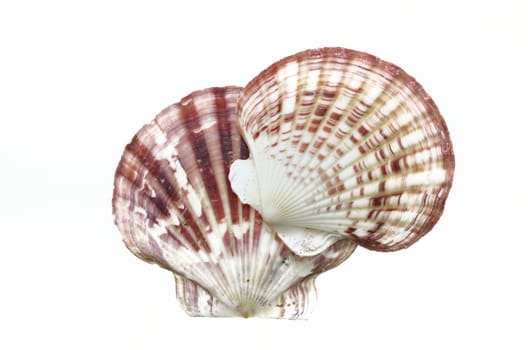 sea shells isolated on white background