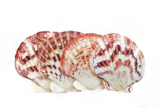 sea shells isolated on white background