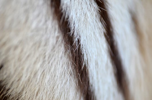 textured of real white bengal tiger fur