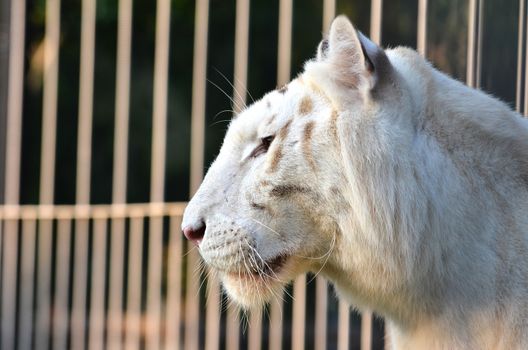 white tiger and cage in the background