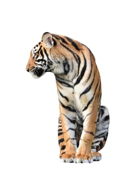 bengal tiger isolated on white background