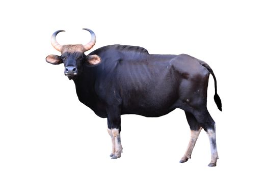 gaur isolated on white background