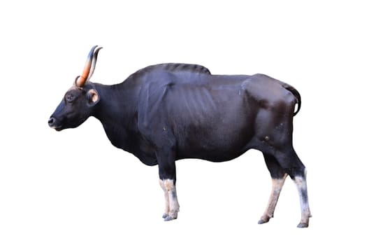 gaur isolated on white background