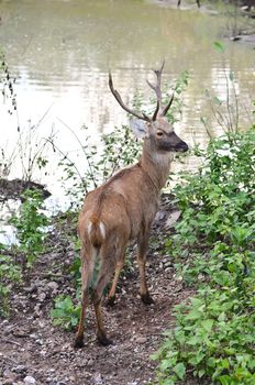 male barasingha stand near swamp