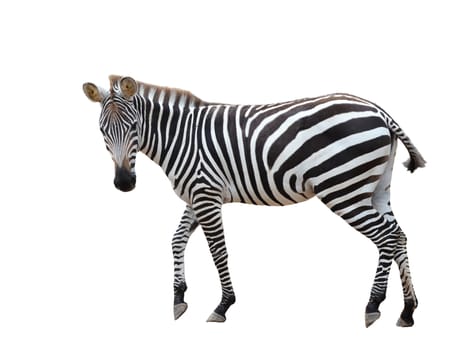 zebra isolated on white background