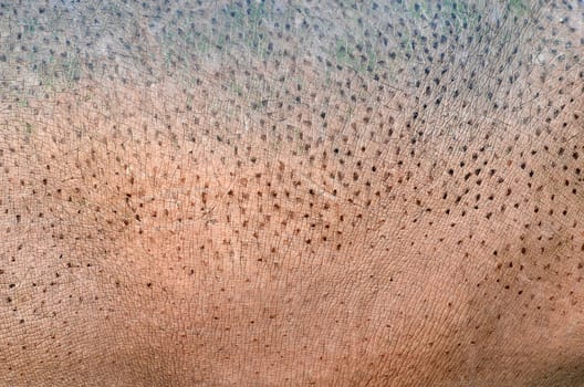 textured of hippopotamus skin