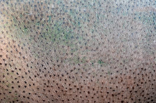 textured of hippopotamus skin
