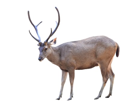 male sambar deer isolated on white background
