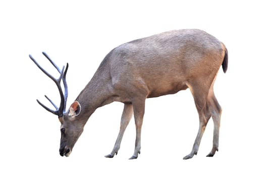 male sambar deer isolated on white background