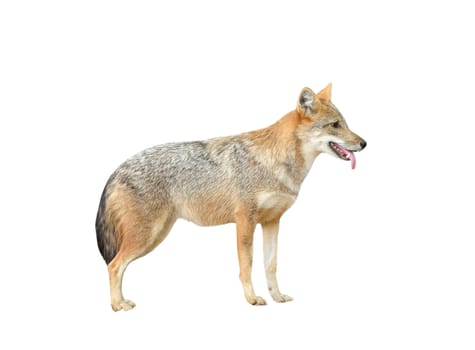 golden jackal isolated on white background