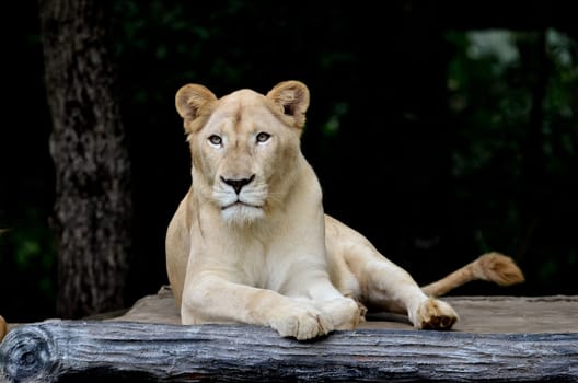 female white lion lying on stretcher
