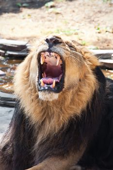 King of animals - African male lion in zoo