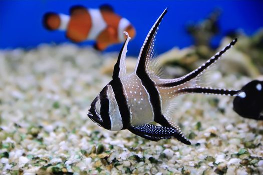 Image of aquarium fish in blue water