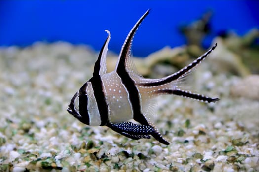 Image of aquarium fish in blue water