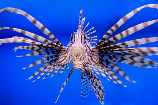 Image of aquarium fish in blue water