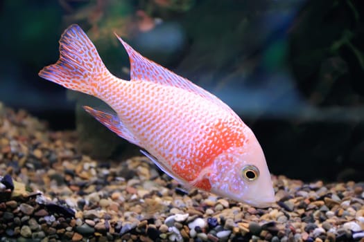 Image of aquarium fish in blue water