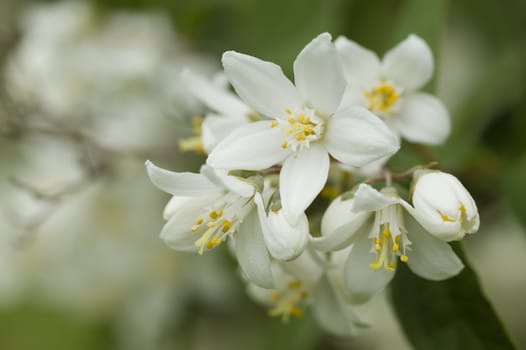 White flowers with yellow pollen