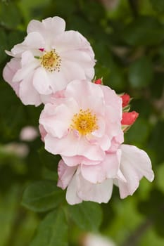 Close up of ornamental roses in full bloom