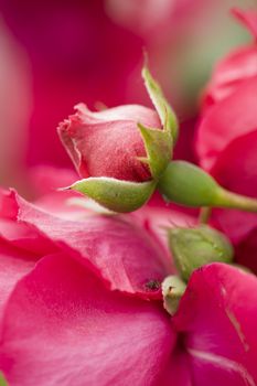 Close up of ornamental roses in full bloom
