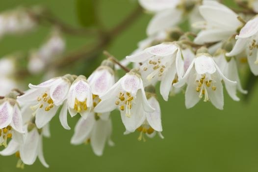 Pink and white bell flowers with yellow pollen