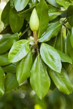 Magnolia grandiflora, commonly known as the southern magnolia or bull bay, is a tree of the family Magnoliaceae