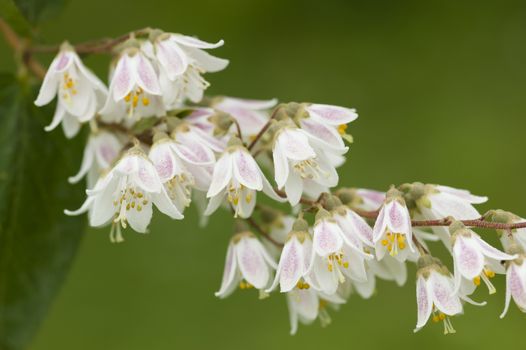 Pink and white bell flowers with yellow pollen