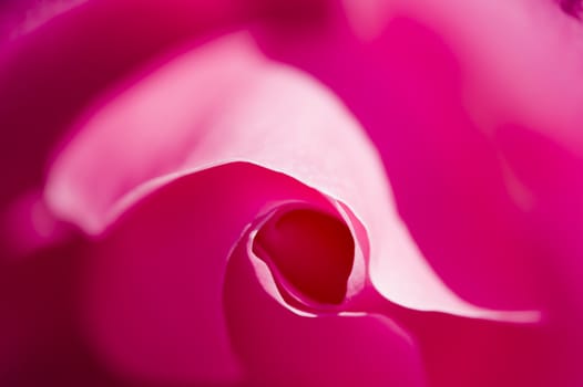 Close up of ornamental roses in full bloom