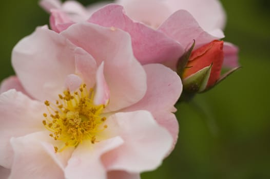 Close up of ornamental roses in full bloom