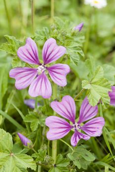 Flowers of Malva, herbaceous plants in the family Malvaceae mallow