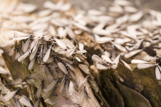 Winged, alate, reproductive caste of a European termite