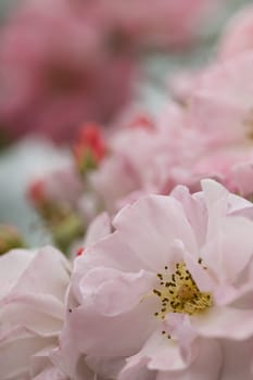 Close up of ornamental roses in full bloom