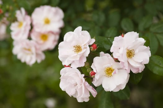 Close up of ornamental roses in full bloom