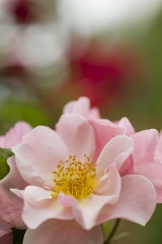 Close up of ornamental roses in full bloom