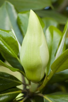 Magnolia grandiflora, commonly known as the southern magnolia or bull bay, is a tree of the family Magnoliaceae