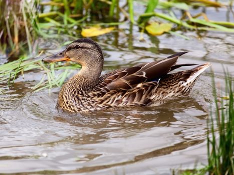 The bright beautiful wild duck floats in water at the river bank