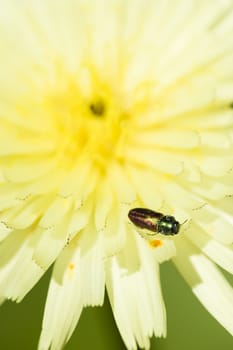 Small insect on dandelion flower