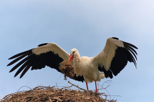 The white stork with big open wings and a grass in a beak costs in a nest