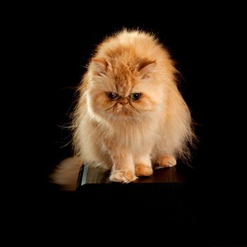 Adult house Persian cat of a red color on a black background with illumination by kontrovy light
