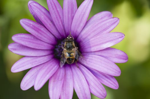 Purple daisy with bee like fly