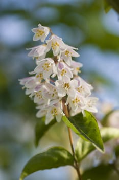 Pink and white bell flowers with yellow pollen