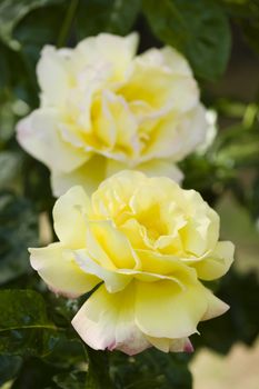 Close up of ornamental roses in full bloom