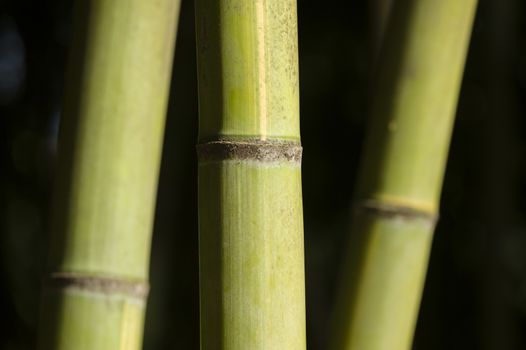 Close up of green giant bamboo stems