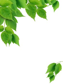 Beautiful picture frame made from green leaves on white background