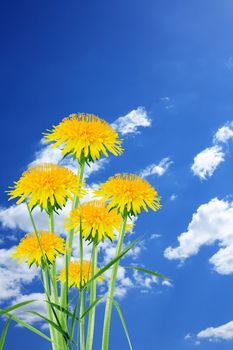 Few beautiful dandelions against blue sky with clouds