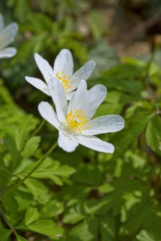 Anemone nemorosa, early-spring flowering plant in the genus Anemone in the family Ranunculaceae, native to Europe, also known as wood anemone, windflower, thimbleweed, and smell fox