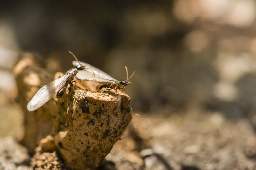 Winged, alate, reproductive caste of a European termite