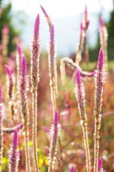 A flower of weed grass with sun light